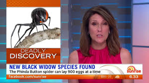 Nyameka goniwe, widowed a year ago, and di bishop, widowed for six months, shopped and talked and went to the theater but in south africa's agony, there were differences. Sunrise On Twitter A Terrifying New Species Of The Widow Spider Has Been Discovered In South Africa And It S The Biggest