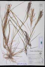 Image result for Pogonochloa