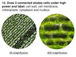 The circular inset shows the drawing hooke made of the honeycomb structure that he saw under the microscope. Lab Comparing Plant And Animal Cells Ppt Download