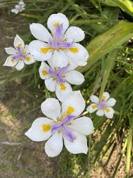 Butterfly Iris Dietes Grandiflora In 2020 African Iris Wild Iris Dietes
