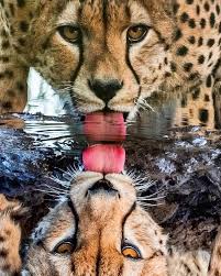 Pin By Tommy On Wild Cats Animals Wild Cats Beautiful Cats