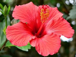 Locally crafted flowers for fair & honest prices with hand delivery in. My Dreams Urara S Blog