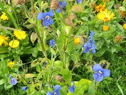 Image result for Commelina triangulispatha