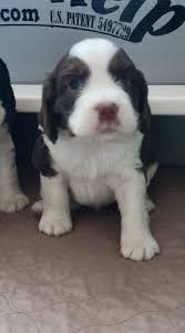 Hey everyone. It's Jack again and he's still waiting for his forever home.  He's so beautiful. A liver and white tri.