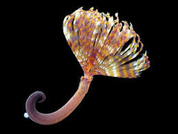 Image result for Melhania virescens