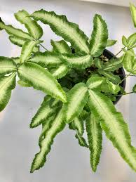 Image result for Pteris friesii