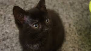 Kittens Cats Protection Warrington Adoption Centre Facebook