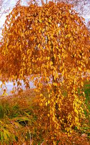 Cherry tree crown galls are generally soft, not hard, and cause deformity or rot in the trees. Pin By Ian Wilson On Trees Wood And Leaves Weeping Cherry Tree Beautiful Tree Autumn Trees