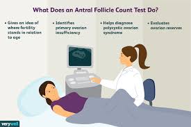 How Ovarian And Antral Follicles Relate To Fertility