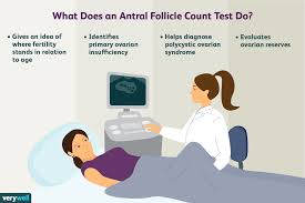 how ovarian and antral follicles relate to fertility