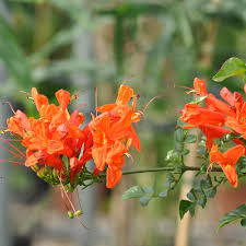 Image result for Tecomaria