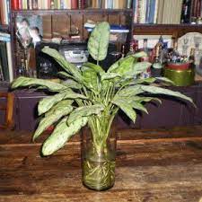 Egarden C 2009 Ed Mues 090128 Water Plants Water Garden Chinese Evergreen
