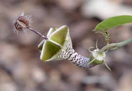 Image result for Ceropegia rendallii