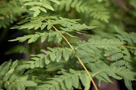 Image result for Osmunda regalis