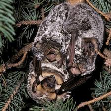 Layanan gratis google secara instan menerjemahkan kata, frasa, dan halaman web antara bahasa inggris dan lebih dari 100 bahasa lainnya. Celebrate The Mom Bats Bat Conservation International