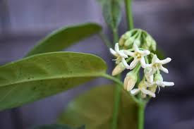 Image result for Marsdenia