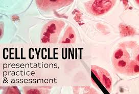 Both of these processes are important in homeostasis as well as human reproduction. Cell Cycle Unit Mitosis Meiosis Pdf Digital Resources