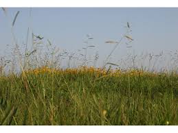 Image result for Paspalum plicatulum