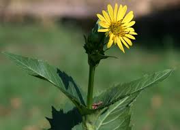 Chicago flowers delivery delivers flowers anywhere in the city and beyond. Silphium Perfoliatum Wikipedia