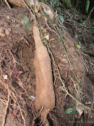 Image result for Syngonanthus longibracteatus