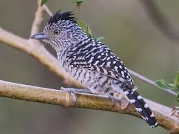 Image result for Entada dolichorrhachis