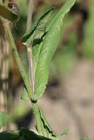 Image result for Emilia coccinea