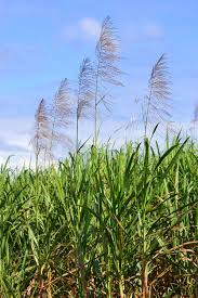 Cape York 11 By Paul Westerweel 500px Caribbean Travel Barbados Travel Caribbean Islands