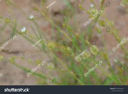 Image result for Limeum fenestratum