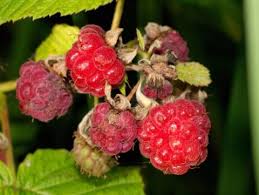 Image result for Rubus pinnatus