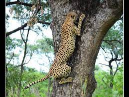 Tree Climbing Cheetah On Albasini Road In Kruger Park Youtube Cheetah Hyena Prey