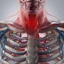 Learn anatomy faster and remember everything you learn. Human Anatomy Sore Throat Infection Chest Rib Cage 3d Illustration Stock Illustration Adobe Stock