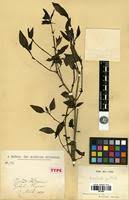 Image result for Asystasia guttata