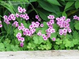 Plantfiles Pictures Pink Wood Sorrel Oxalis Articulata Subsp Rubra By Whisper Wood Sorrel Shamrock Plant Clover Seed