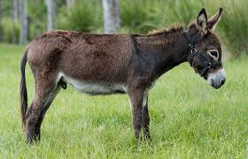 We did not find results for: Miniature Donkeys Mandalay Farms Jupiter Fl