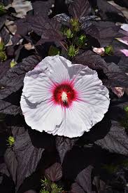 Image result for Hibiscus nigricaulis