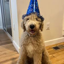 Profile for Annie's Poodles & Doodles