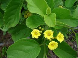 Image result for Cordia pilosissima