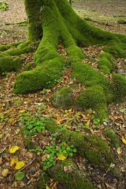 Always cover your tree when in doubt. What To Do With Surface Tree Roots In Your Yard