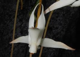 Image result for Aerangis distincta