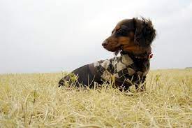 おともだち ｃｒｅｍａ クレマ ちゃん カニンヘンダックスフンド 犬 クレマ ダックスフンド