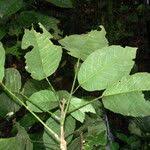 Image result for Caloncoba crepiniana