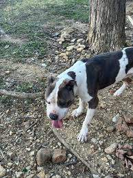 This is a super long shot but this dog has been wondering around the back  of our apartments all day. Our apartments know but haven't done anything  and I have two dogs
