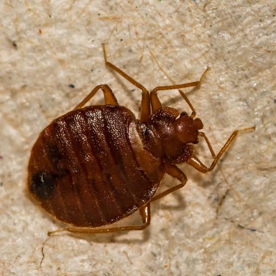 What Do Bed Bugs Look Like? Complete Guide
