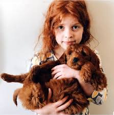 These hybrid dogs are fortunate to have good health and growth that is seen in the offspring when two unrelated breeds Home My Red Goldendoodles
