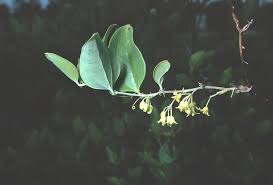 Image result for Barleria rotundifolia