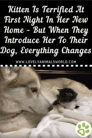 Kitten Is Terrified At First Night In Her New Home But When They Introduce Her To Their Dog Every Dog Stories Animal Stories Funny Dog Memes