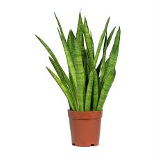 Image result for Sansevieria kirkii