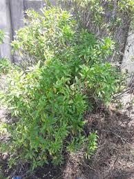 Image result for Psiadia punctulata