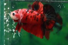 Jenis ikan hias cupang ini memiliki ekor yang menyerupai seperti seperti mahkota, hal ini adalah dasar penamaan ikan cupang ini. Cara Mudah Budi Daya Ikan Cupang