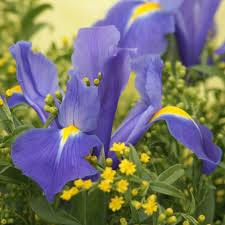 Floric Hp846 Iris And Solidago Bouquet Multicolour Read More Reviews Of The Product By Visiting The Link On The Imag Plants Bouquet Multicolour